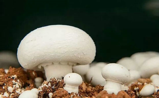 2015年中國雙孢蘑菇行業市